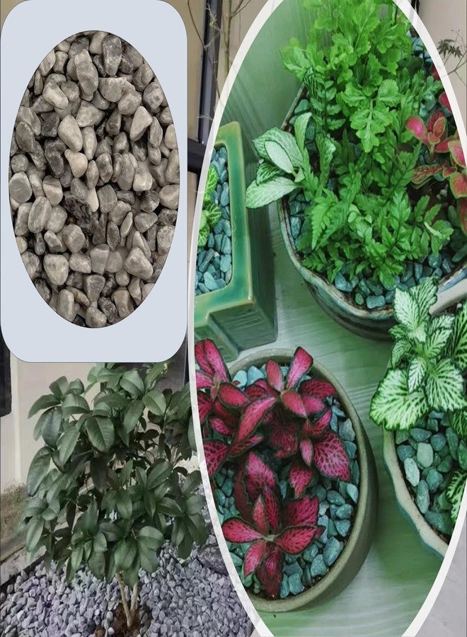 حصى مصقول طبيعي، صخور زينة للحدائق، 1 رطل من حصى نباتات الصبار والنباتات العصارية، صخور نهرية رمادية للنباتات المحفوظة في أصص، والمزهريات، وأحواض السمك، وأحواض النباتات الزجاجية، والحدائق الخارجية (0.24-0.35 بوصة) - Image 4